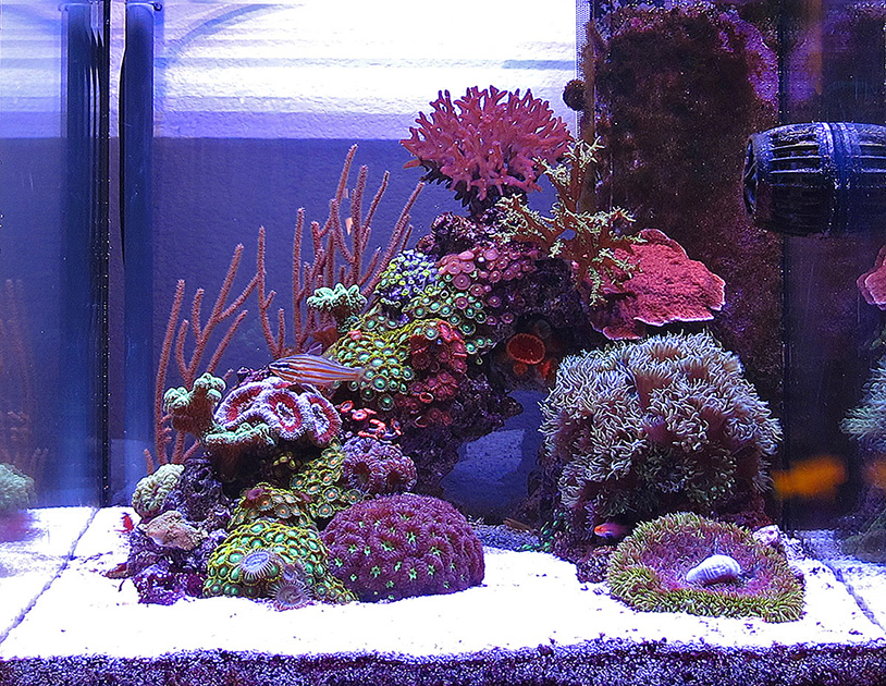 Aquascaping the Tank, 1: Inspiration | Blue